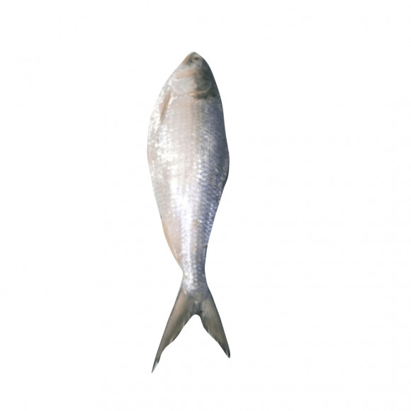 Fresh HILSA Bangladesh | above 1.5 kg| - বাংলাদেশি ইলিশ