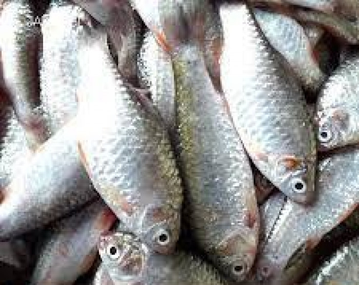 Desi Puti Fish