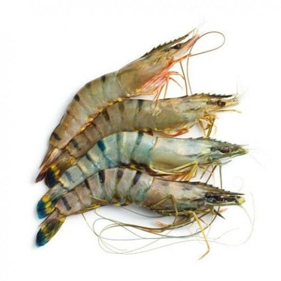 Fresh Big Tiger Prawn( - বাগদা চিংড়ি (রায়দিঘি)