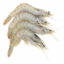 FRESH CHAPDA PRAWN - চাবড়া চিংড়ি