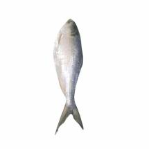 Fresh HILSA Bangladesh | above 1kg| - বাংলাদেশি ইলিশ