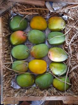 Naturally ripen Alphanso