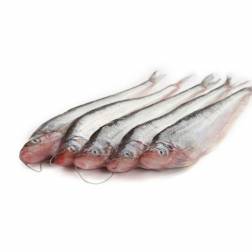 Fresh Pabda Fish Small size- পাবদা  মাছ