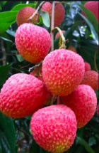 Naturally Ripen Premium Lichu - গাছ পাকা  লিচু