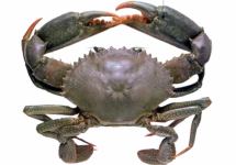 MUD CRAB - কাঁকড়া সুন্দরবন