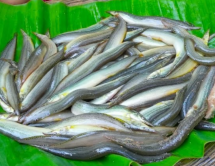 Pakal Fish -পাকাল মাছ