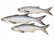 Gurjaoli Fish - গুরজাওলি( 4 to 6 Counts)