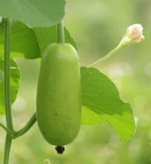 Organic Baby Bottle Gourd - কচি দেশি লাউ