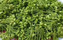 Organic Juktiful - যুক্তিফুল