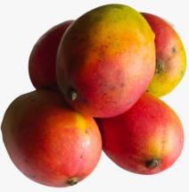 Mango Golap Khas Baruipur - গাছ পাকা গোলাপ খাস আম
