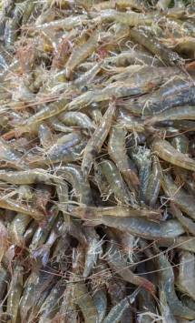 Horina Chingri - হরিনা চিংড়ি