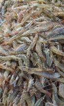 Horina Chingri - হরিনা চিংড়ি