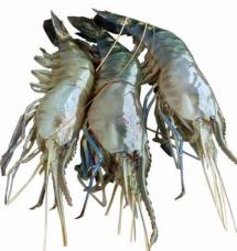 Fresh SCAMPI (Big Size)- গলদা চিংড়ি