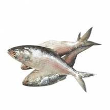 Fresh HILSA >1.5kg size| - ইলিশ (রায়দিঘি ) ১.৫ কেজির বড়