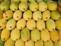 Mango Himsagar Regular