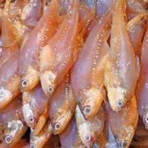 Amudi Fish