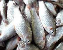 Desi Puti Fish