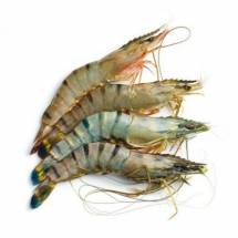 Fresh Medium Tiger Prawn( - বাগদা চিংড়ি (রায়দিঘি)