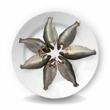 Khoyra Fish- খয়রা মাছ