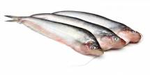 Fresh Pabda Fish  Medium size- পাবদা  মাছ