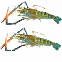 Fresh SCAMPI - গলদা চিংড়ি(Medium Size)