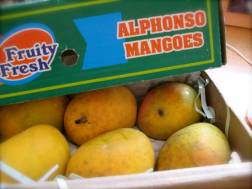 Organic Mango Alphanso (200Gm-300Gm)