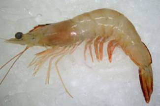 Fresh Chapda Prawn - চাবড়া চিংড়ি - BIG Size