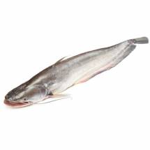 Desi BOAL Fish - বোয়াল মাছ ( 1-2 KG)