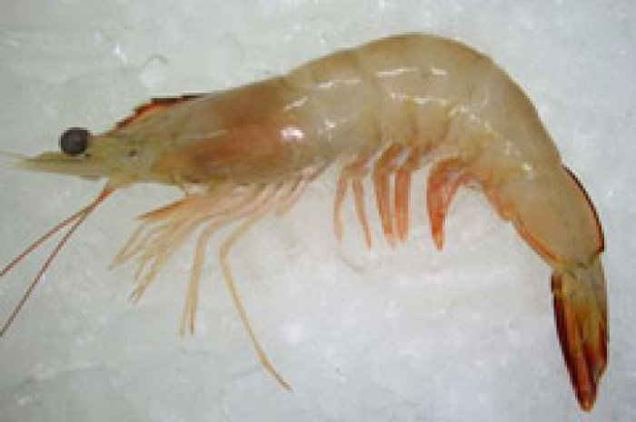 Fresh Chapda Prawn - চাবড়া চিংড়ি - BIG Size